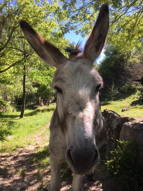 Camping Calme Et Nature Castellane Dış mekan fotoğraf